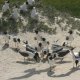 21- Les mouettes ont fini par manger l'oeuf 